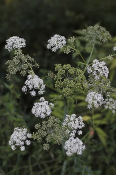 森の夏の植物 — ストック写真