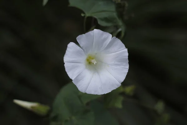 Plantas Verão Floresta — Fotografia de Stock