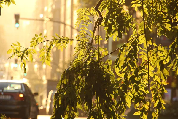 Avenue Bilbao Summer Evening — Stock Photo, Image