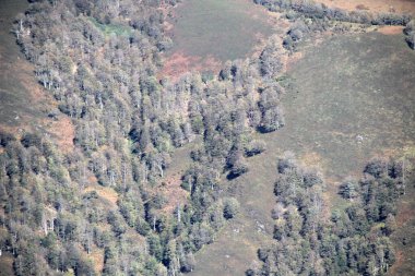 Bir sonbahar gününde Irati Ormanı