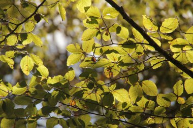 Bir sonbahar gününde Irati Ormanı