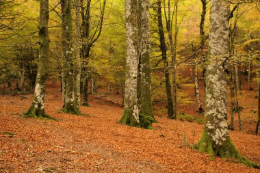 Bir sonbahar gününde Irati Ormanı