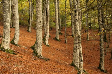 Bir sonbahar gününde Irati Ormanı