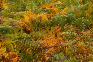 Bir sonbahar gününde Irati Ormanı