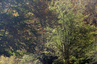 Bir sonbahar gününde Irati Ormanı