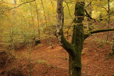 Bir sonbahar gününde Irati Ormanı