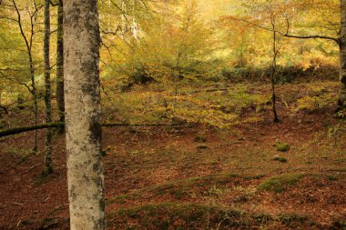 Bir sonbahar gününde Irati Ormanı