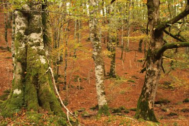 Bir sonbahar gününde Irati Ormanı