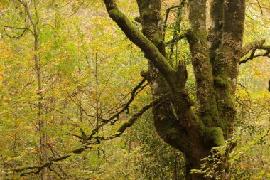 Bir sonbahar gününde Irati Ormanı