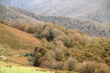 Bir sonbahar gününde Irati Ormanı