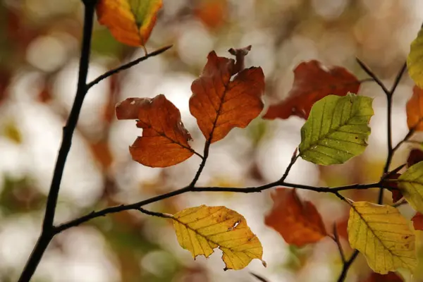 Woud Van Irati Een Herfstdag — Stockfoto