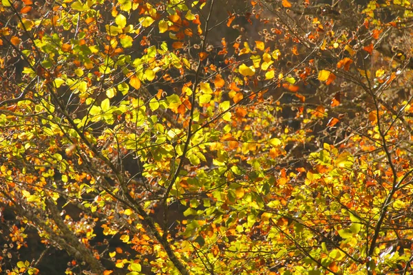 秋天的伊洛蒂森林 — 图库照片