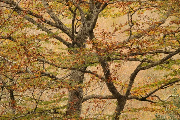 Wald Von Irati Einem Herbsttag — Stockfoto