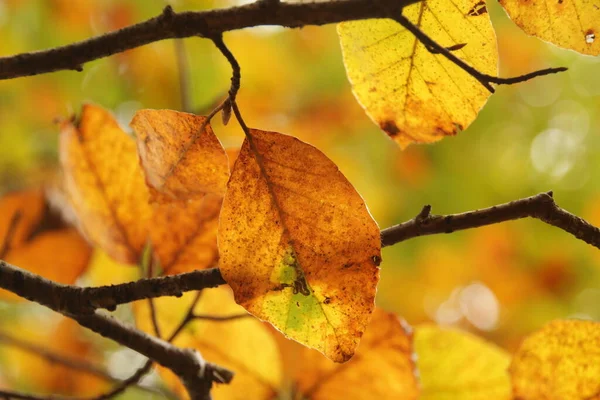 Woud Van Irati Een Herfstdag — Stockfoto