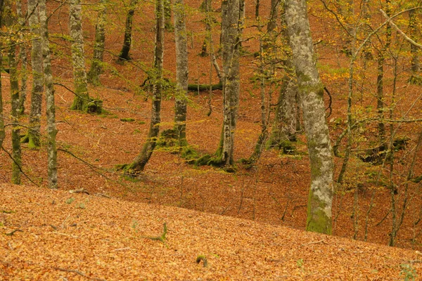 Forest Irati Autumn Day — Stock Photo, Image