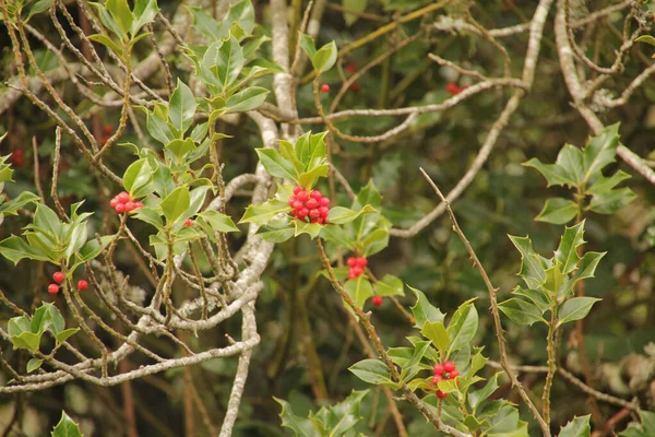 Floresta Irati Dia Outono — Fotografia de Stock