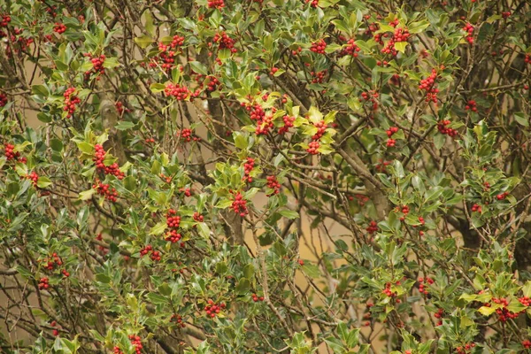 Floresta Irati Dia Outono — Fotografia de Stock