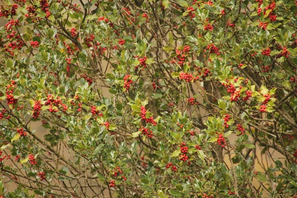 Woud Van Irati Een Herfstdag — Stockfoto