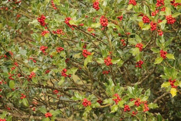 Woud Van Irati Een Herfstdag — Stockfoto