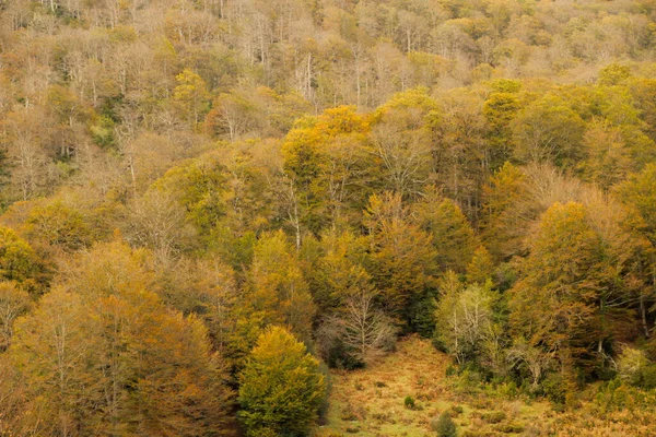 Bosque Irati Día Otoño — Foto de Stock