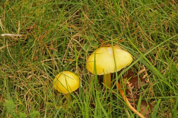 Wald Von Irati Einem Herbsttag — Stockfoto