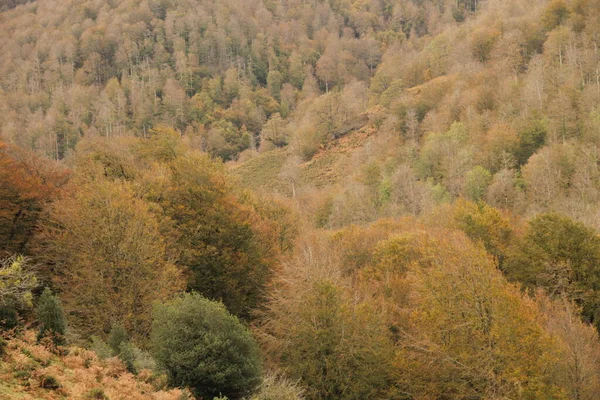 Floresta Irati Dia Outono — Fotografia de Stock