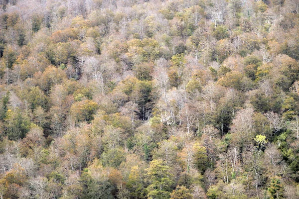Bir Sonbahar Gününde Irati Ormanı — Stok fotoğraf