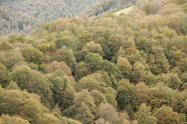Bir Sonbahar Gününde Irati Ormanı — Stok fotoğraf