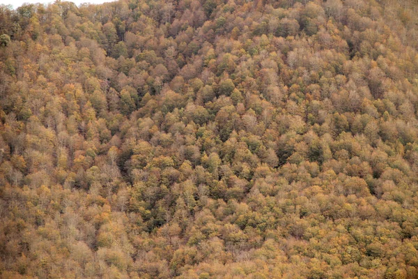 Bosque Irati Día Otoño — Foto de Stock