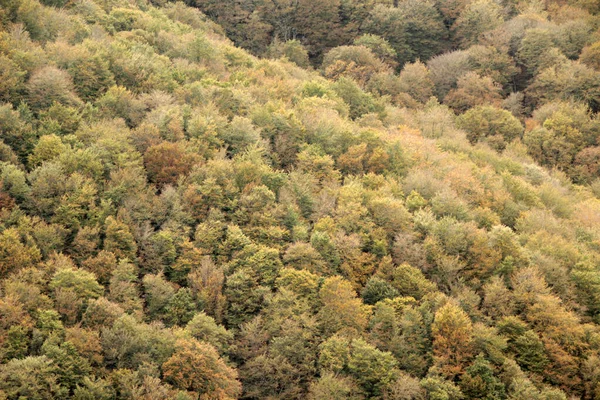 Bir Sonbahar Gününde Irati Ormanı — Stok fotoğraf