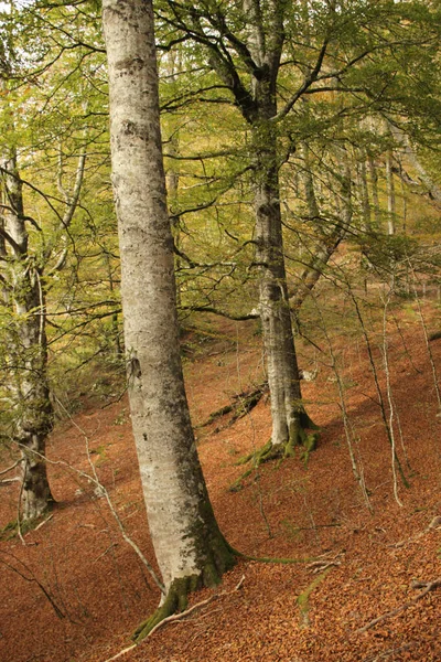 Forêt Irati Dans Jour Automne — Photo