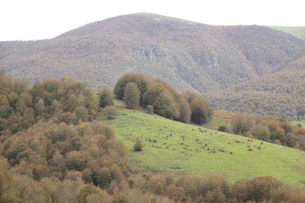 Irati Erdeje Egy Őszi Napon — Stock Fotó