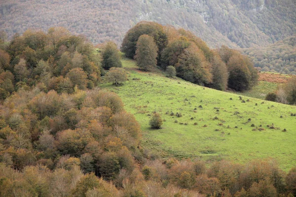 秋の伊多利の森 — ストック写真