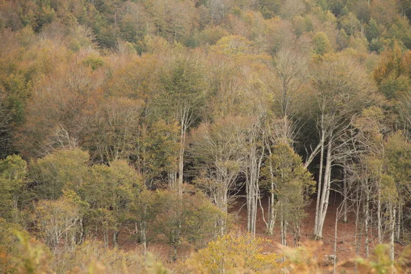 Woud Van Irati Een Herfstdag — Stockfoto