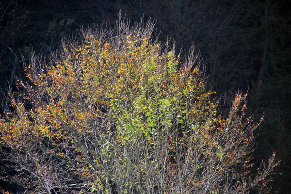 Forêt Irati Dans Jour Automne — Photo