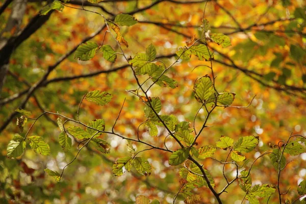 秋天的伊洛蒂森林 — 图库照片
