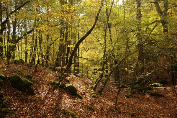 Forêt Irati Dans Jour Automne — Photo