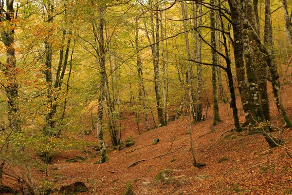 Wald Von Irati Einem Herbsttag — Stockfoto