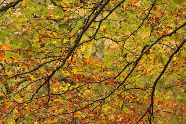 Wald Von Irati Einem Herbsttag — Stockfoto