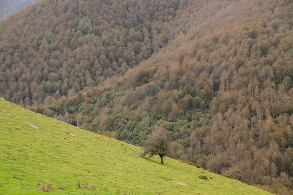 Bosque Irati Día Otoño —  Fotos de Stock