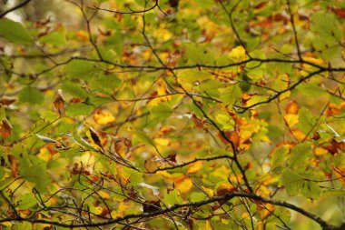 Bir sonbahar gününde Irati Ormanı