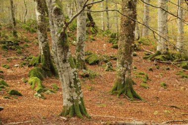 Bir sonbahar gününde Irati Ormanı