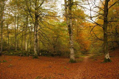 Bir sonbahar gününde Irati Ormanı