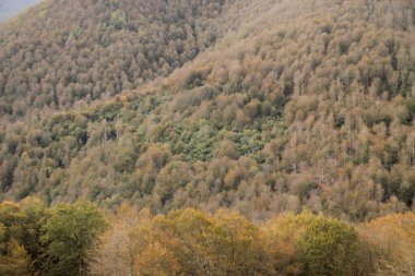 Bir sonbahar gününde Irati Ormanı