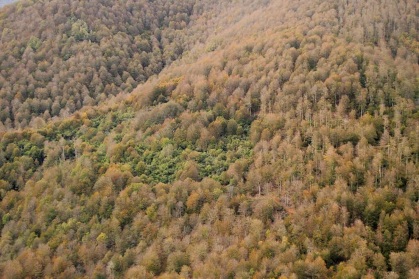 Δάσος Της Ιράτης Μια Φθινοπωρινή Μέρα — Φωτογραφία Αρχείου