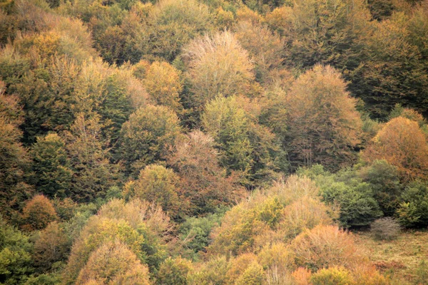 Ліс Іраті Восени — стокове фото