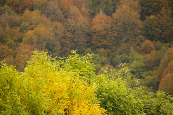 Bosque Irati Día Otoño — Foto de Stock