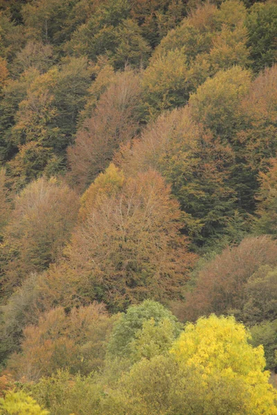 Wald Von Irati Einem Herbsttag — Stockfoto