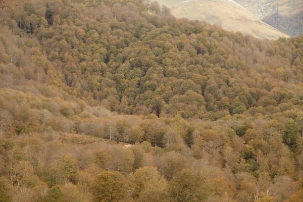 Bosque Irati Día Otoño — Foto de Stock