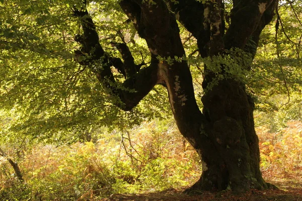 Wald Von Irati Einem Herbsttag — Stockfoto